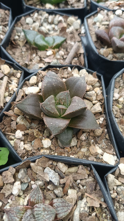 Haworthia Chocolate x Atrofusca Succulent - Captivating Contrast for Any Space - My Store