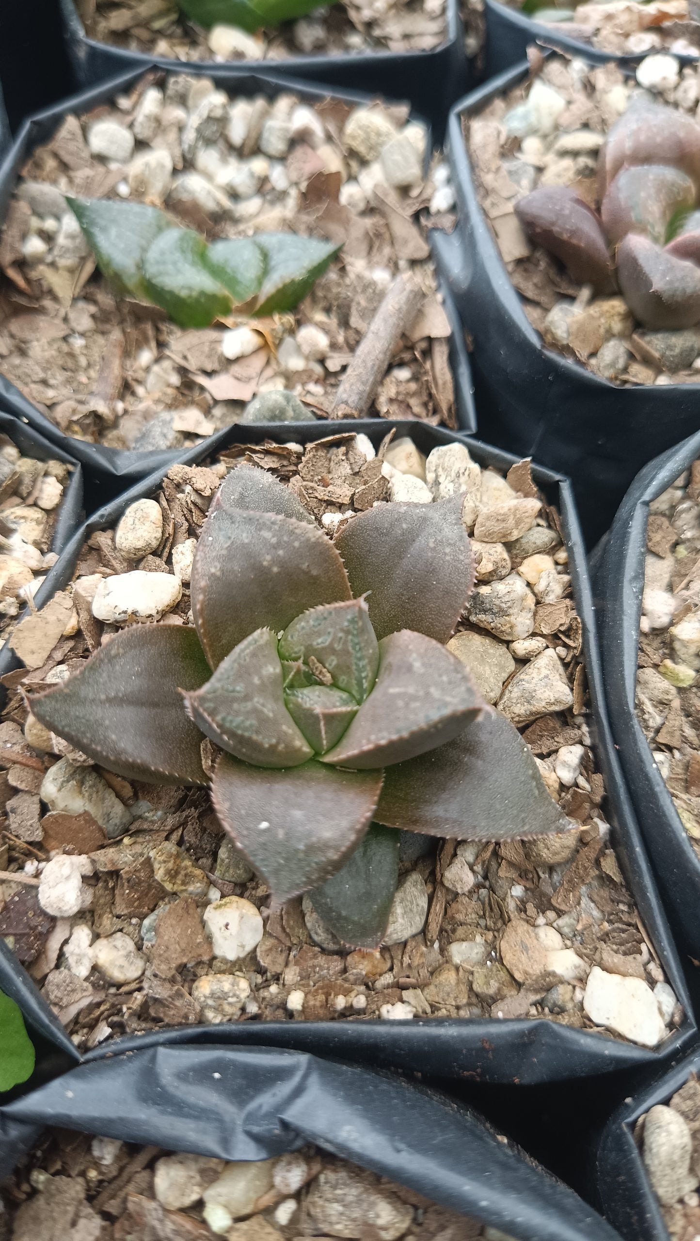 Haworthia Chocolate x Atrofusca Succulent - Captivating Contrast for Any Space - My Store