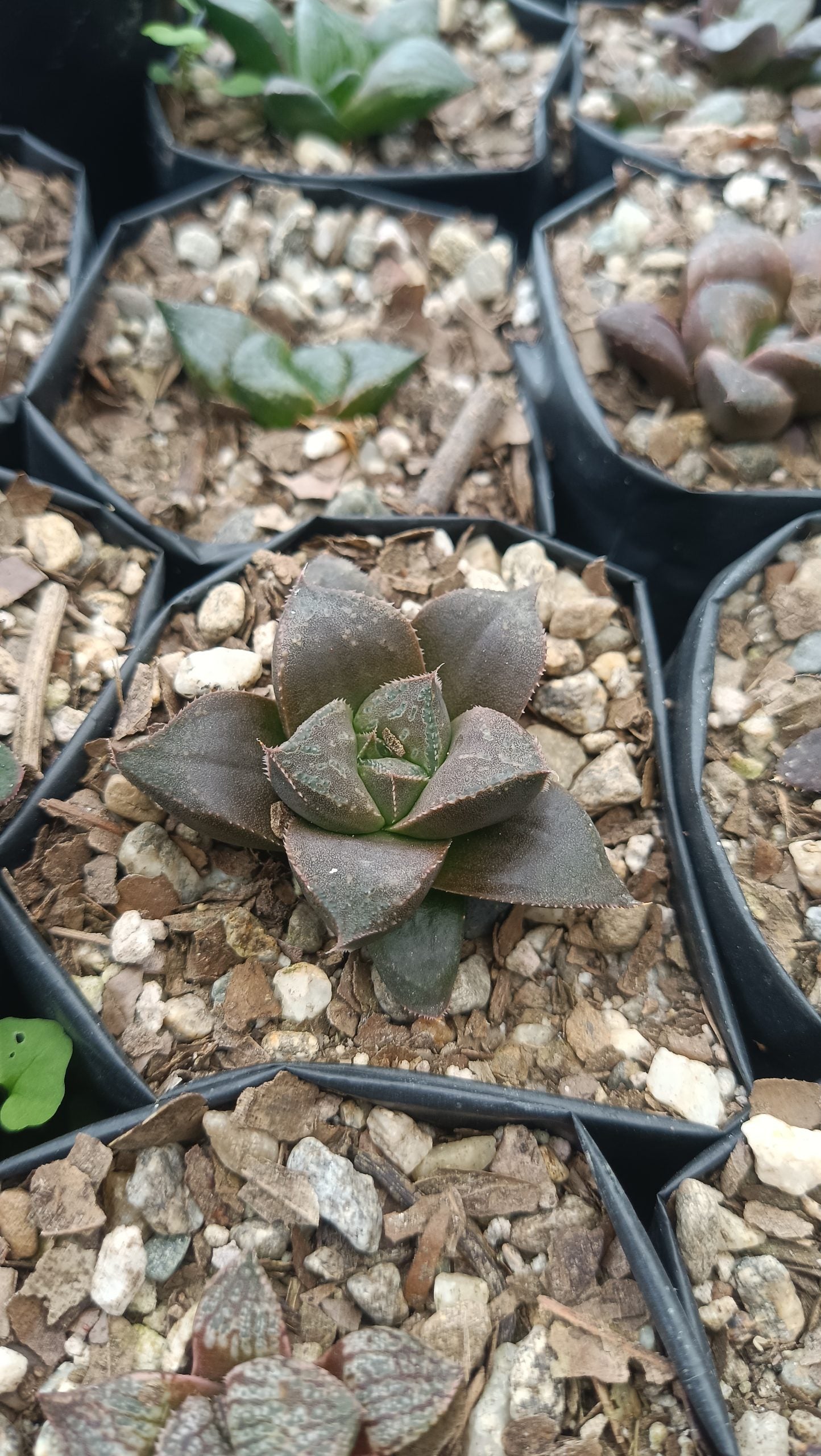 Haworthia Chocolate x Atrofusca Succulent - Captivating Contrast for Any Space - My Store