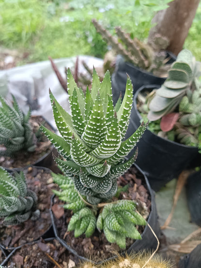 Haworthia Coarctata – Buy Rare Haworthia Live Succulent Online in India - My Store