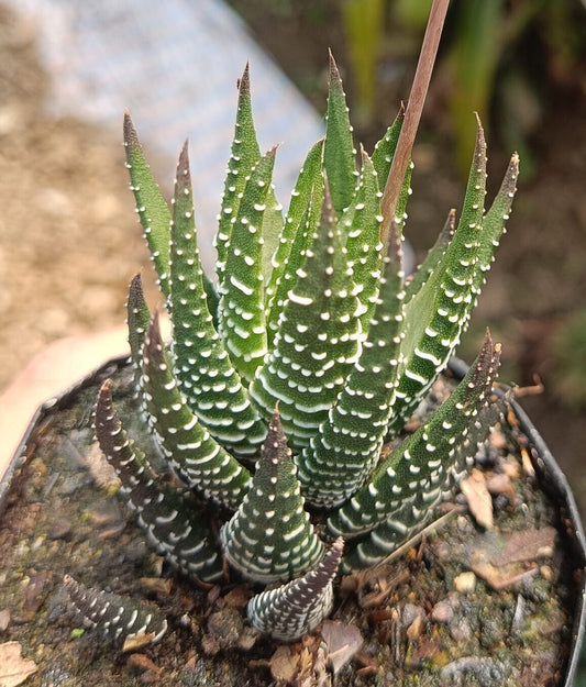Haworthia Coarctata – Buy Rare Haworthia Live Succulent Online in India - My Store