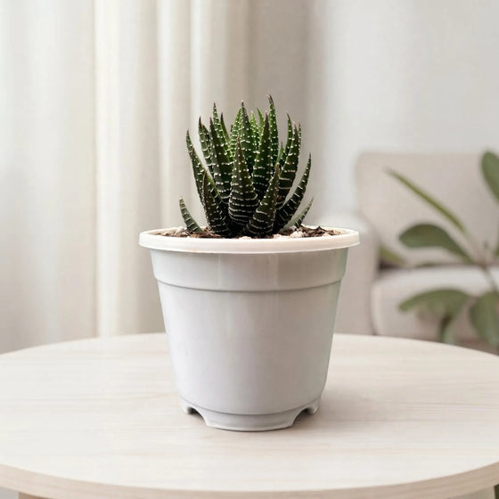 Beginner's Plant
