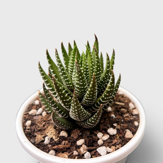 Haworthia Coarctata – Compact Zebra Succulent Plant | Symbol of Strength, Luck & Resilience | Bare Rooted