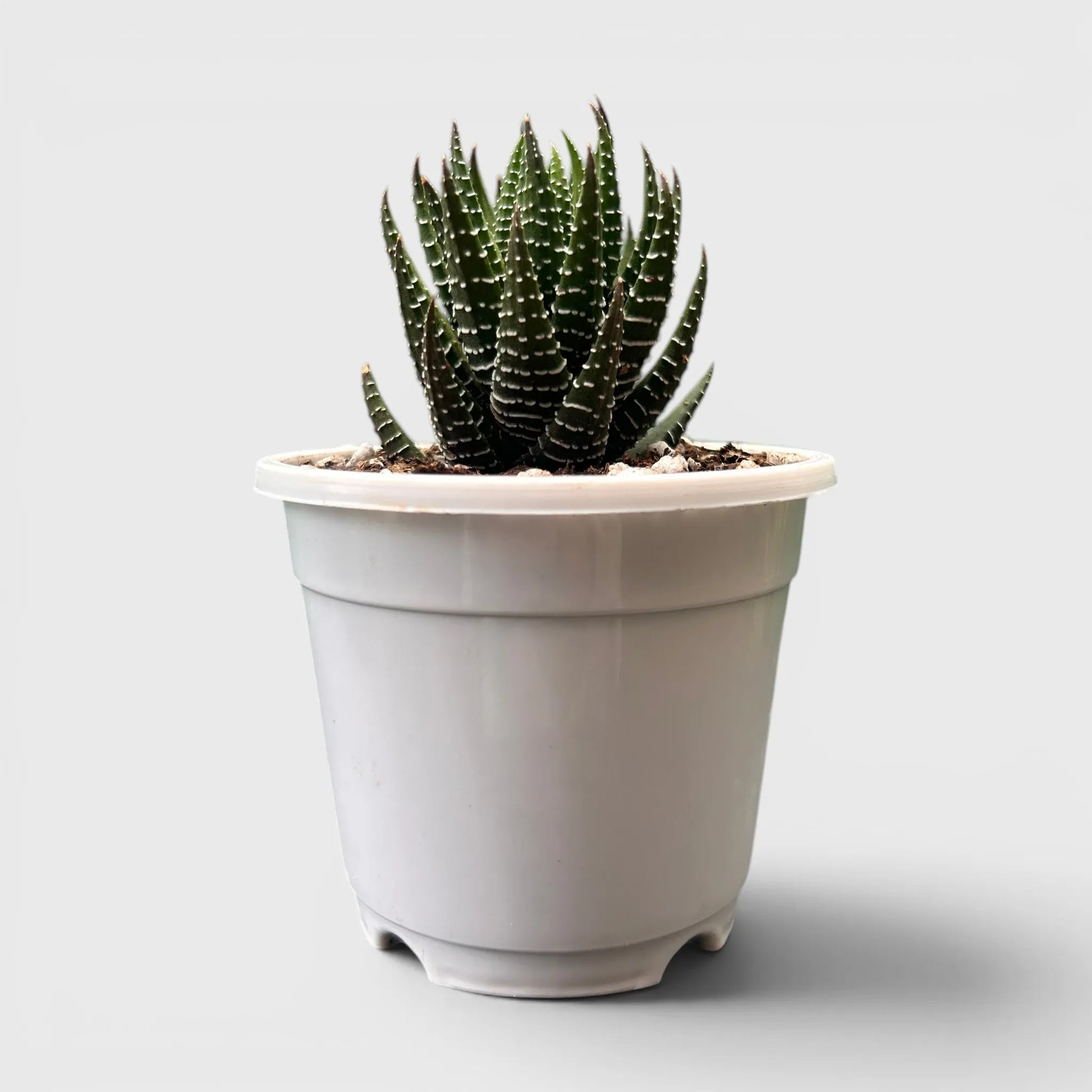 Haworthia Coarctata – Compact Zebra Succulent Plant | Symbol of Strength, Luck & Resilience | Bare Rooted