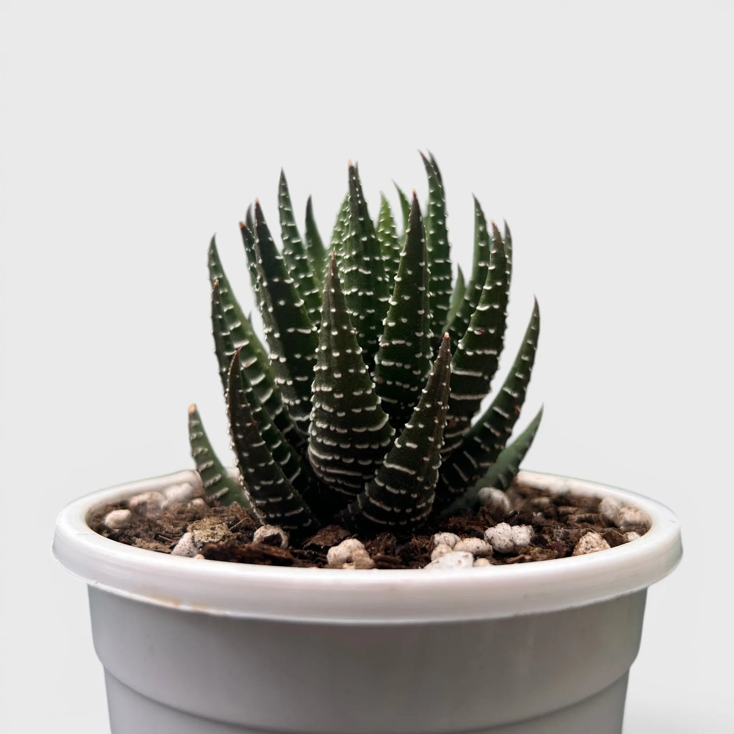 Haworthia Coarctata – Compact Zebra Succulent Plant | Symbol of Strength, Luck & Resilience | Bare Rooted