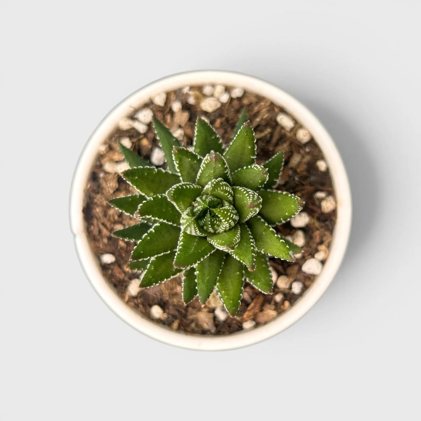 Haworthia Coarctata – Compact Zebra Succulent Plant | Symbol of Strength, Luck & Resilience | Bare Rooted