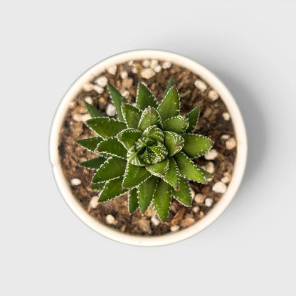 Haworthia Coarctata – Compact Zebra Succulent Plant | Symbol of Strength, Luck & Resilience | Bare Rooted