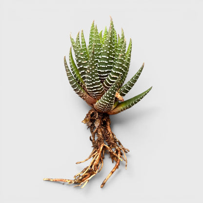Haworthia Coarctata – Compact Zebra Succulent Plant | Symbol of Strength, Luck & Resilience | Bare Rooted