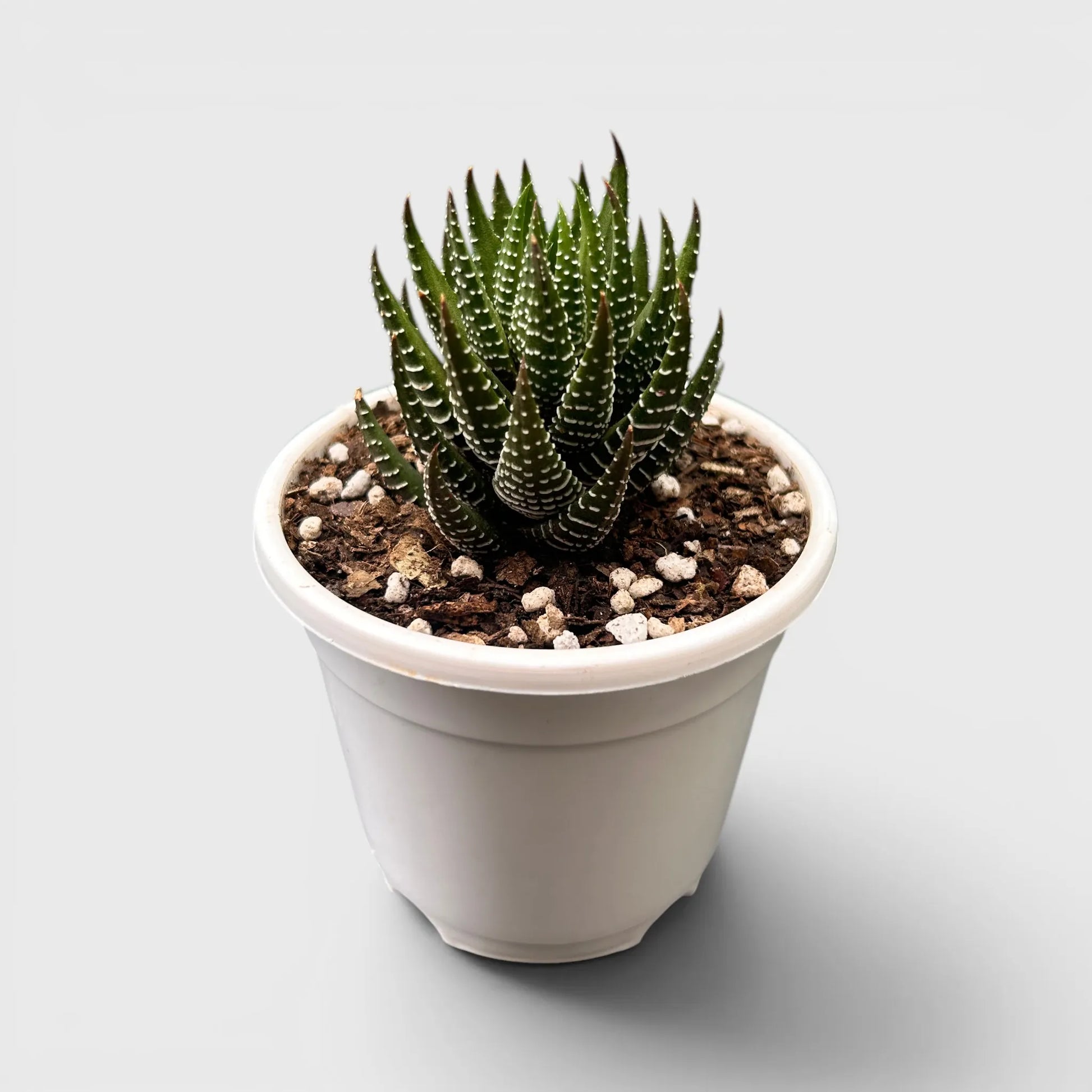 Haworthia Coarctata – Compact Zebra Succulent Plant | Symbol of Strength, Luck & Resilience | Bare Rooted
