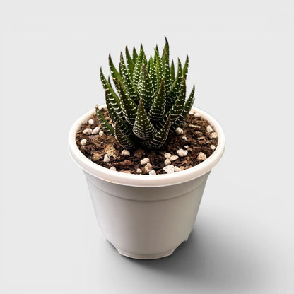 Haworthia Coarctata – Compact Zebra Succulent Plant | Symbol of Strength, Luck & Resilience | Bare Rooted