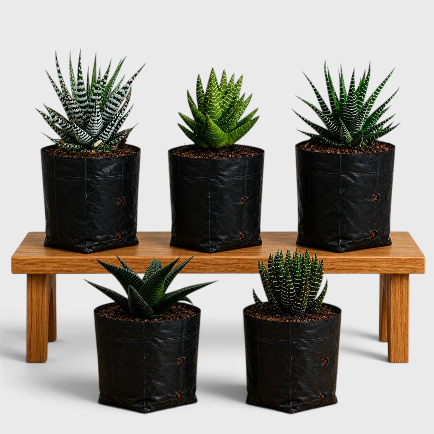 5 Different Haworthia Succulents Combo | Rare Collector Collection of 5