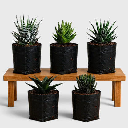 5 Different Haworthia Succulents Combo | Rare Collector Collection of 5