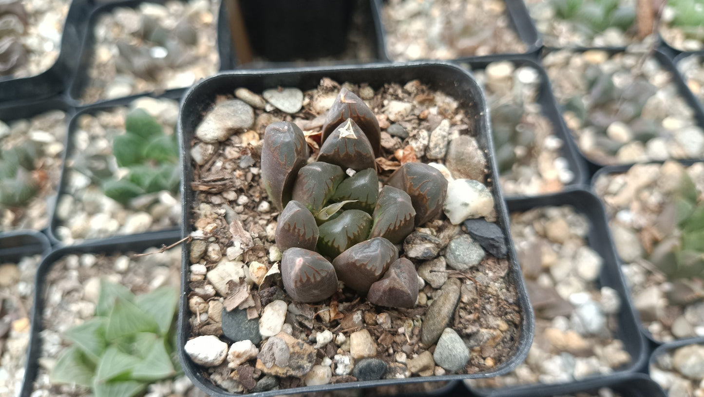 Haworthia Cooperi Black Grape Succulent - Elegance in Every Leaf - My Store