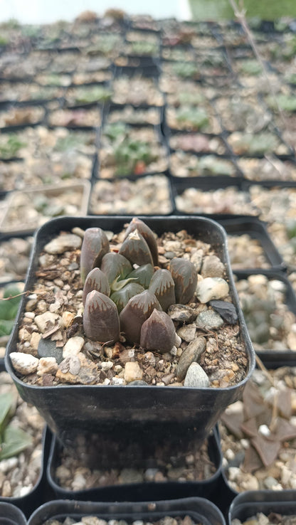 Haworthia Cooperi Black Grape Succulent - Elegance in Every Leaf - My Store