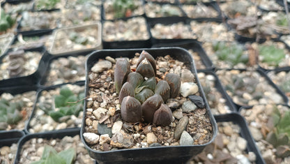 Haworthia Cooperi Black Grape Succulent - Elegance in Every Leaf - My Store
