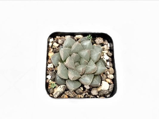 Haworthia Cooperi – Charming Succulent for Any Space | Buy Now at Frek - My Store