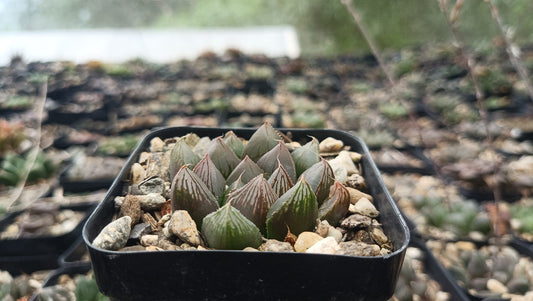 Haworthia Cooperi Pilifera Hybrid Succulent - Whimsical Beauty for Any Space - My Store