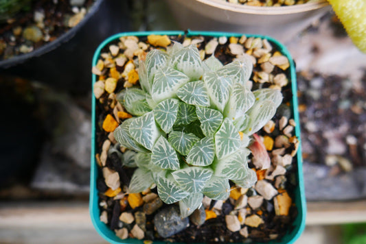 "Haworthia Cooperi Variegated Pilifera: Stunning Succulent for Home and Garden" - My Store