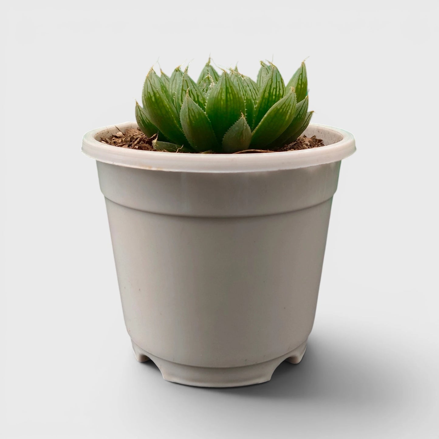 Haworthia Green Cooperii – Low Light Indoor Collector Succulent Plant | Bare Rooted