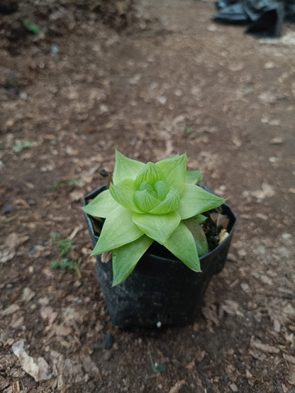 Haworthia Cymbiformis - Charming Boat - shaped Succulent for Home, Office, and Garden - My Store