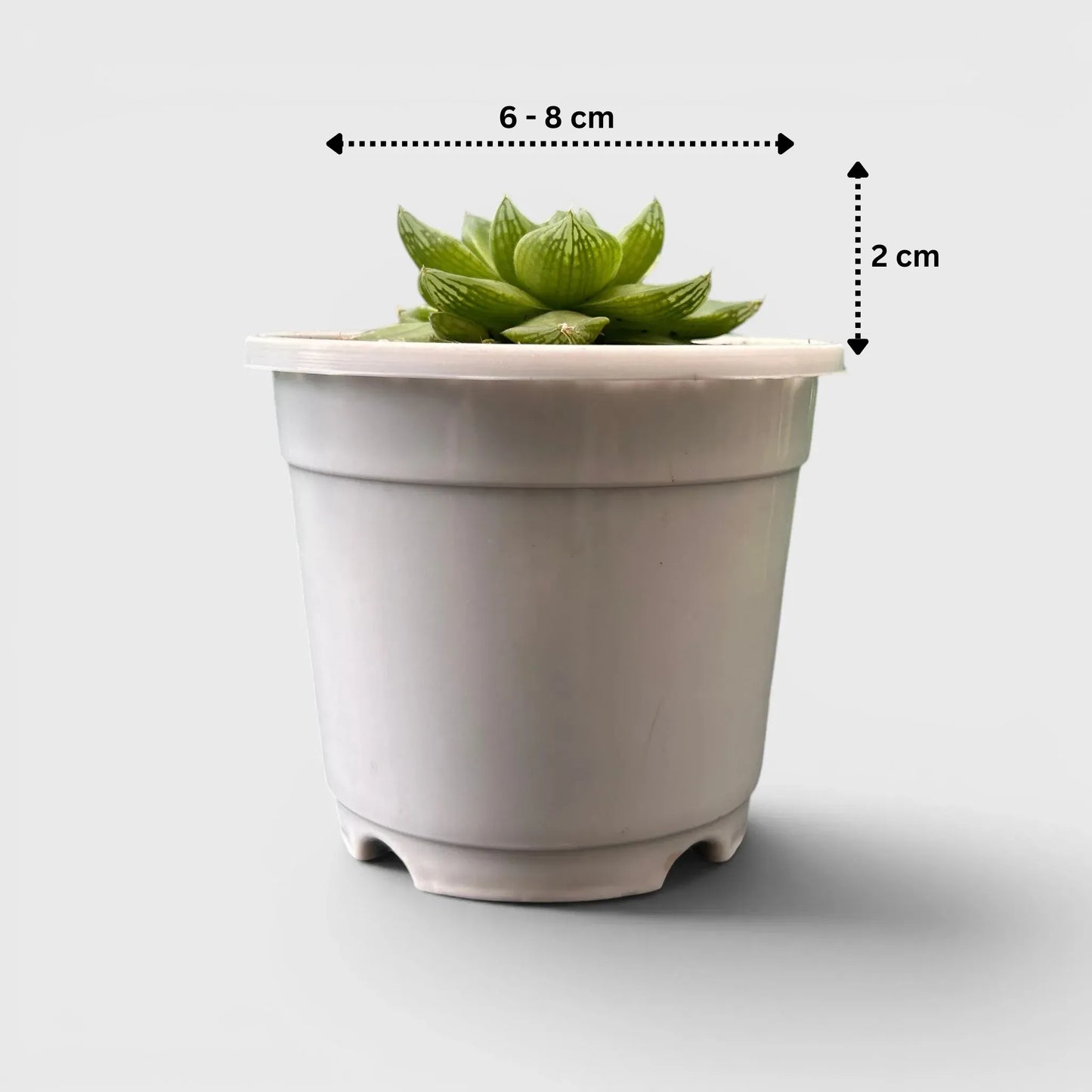 Haworthia Cymbiformis - Charming Boat-shaped Succulent for Home, Office, and Garden | Bare Rooted