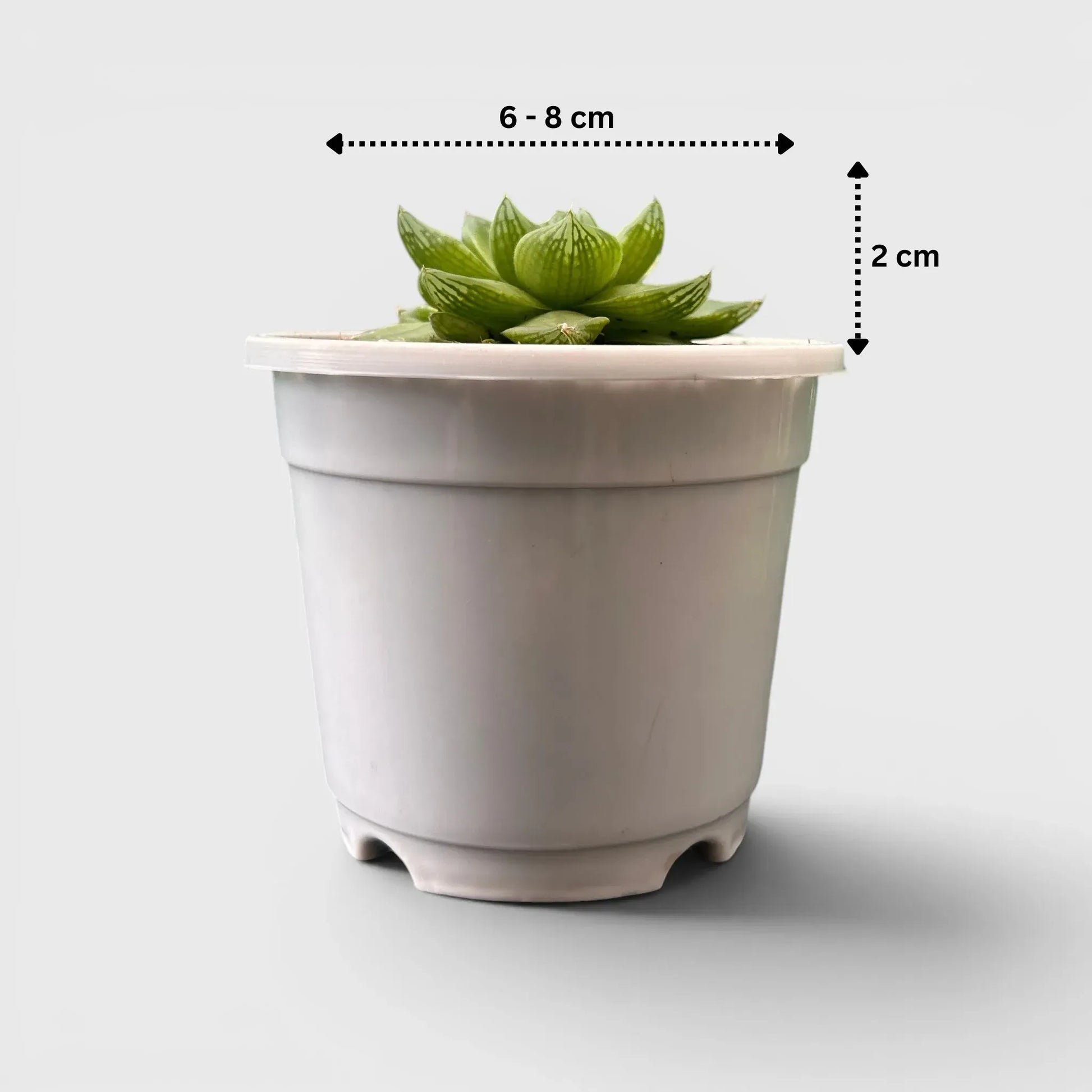 Haworthia Cymbiformis - Charming Boat-shaped Succulent for Home, Office, and Garden | Bare Rooted