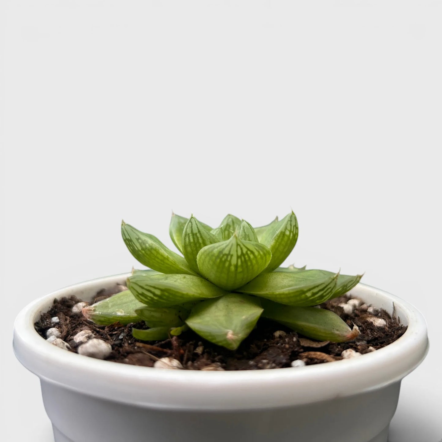 Haworthia Cymbiformis - Charming Boat-shaped Succulent for Home, Office, and Garden | Bare Rooted