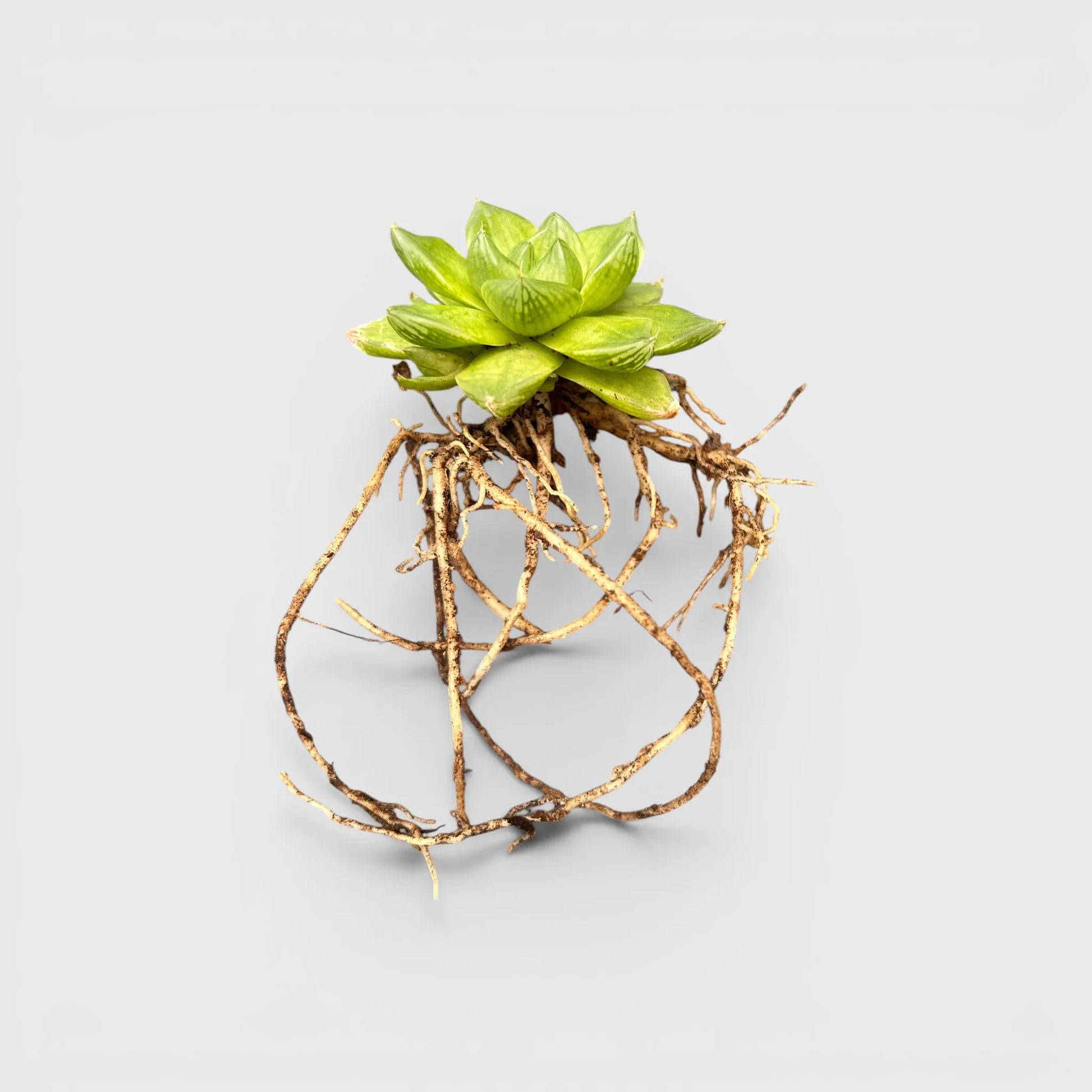 Haworthia Cymbiformis - Charming Boat-shaped Succulent for Home, Office, and Garden | Bare Rooted