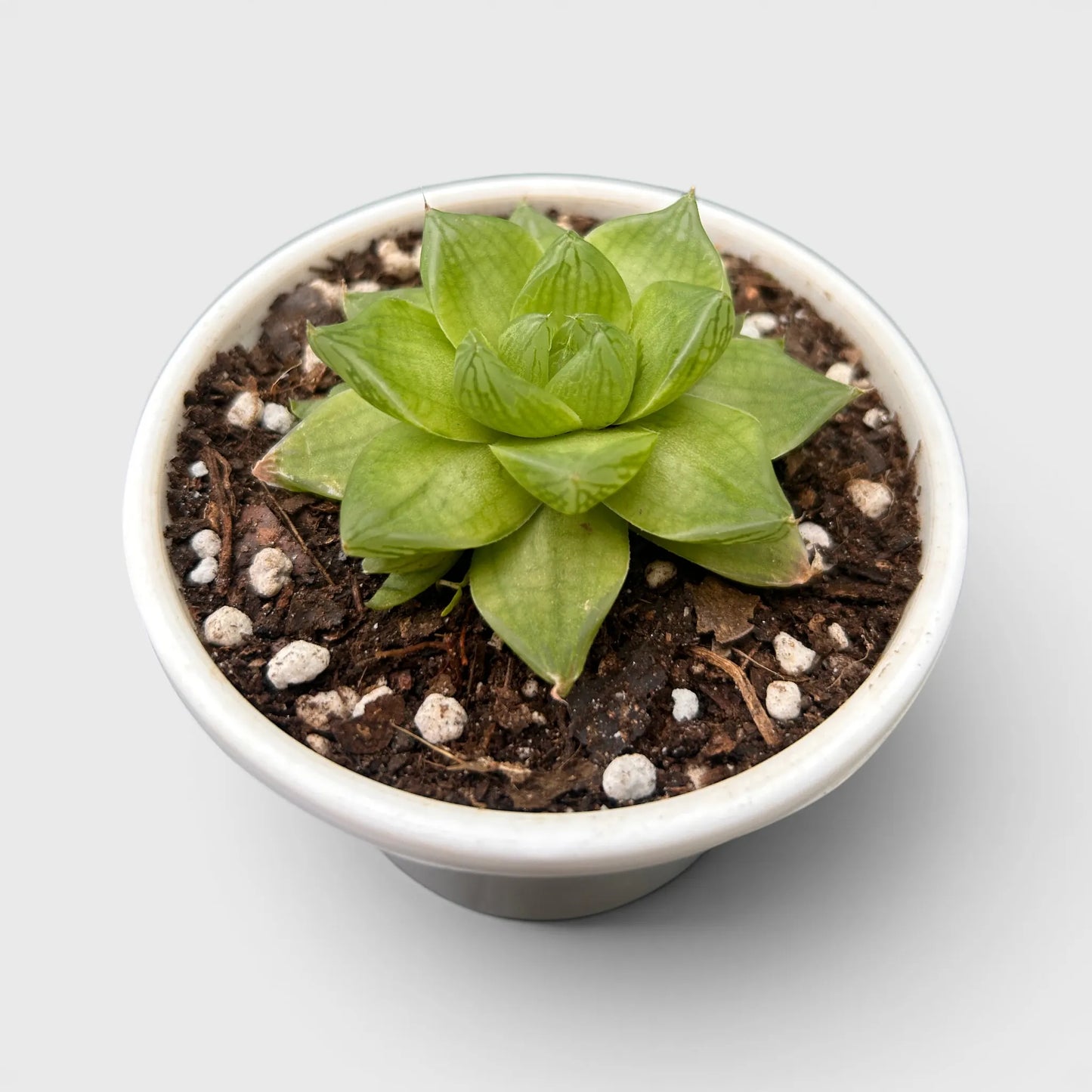 Haworthia Cymbiformis - Charming Boat-shaped Succulent for Home, Office, and Garden | Bare Rooted