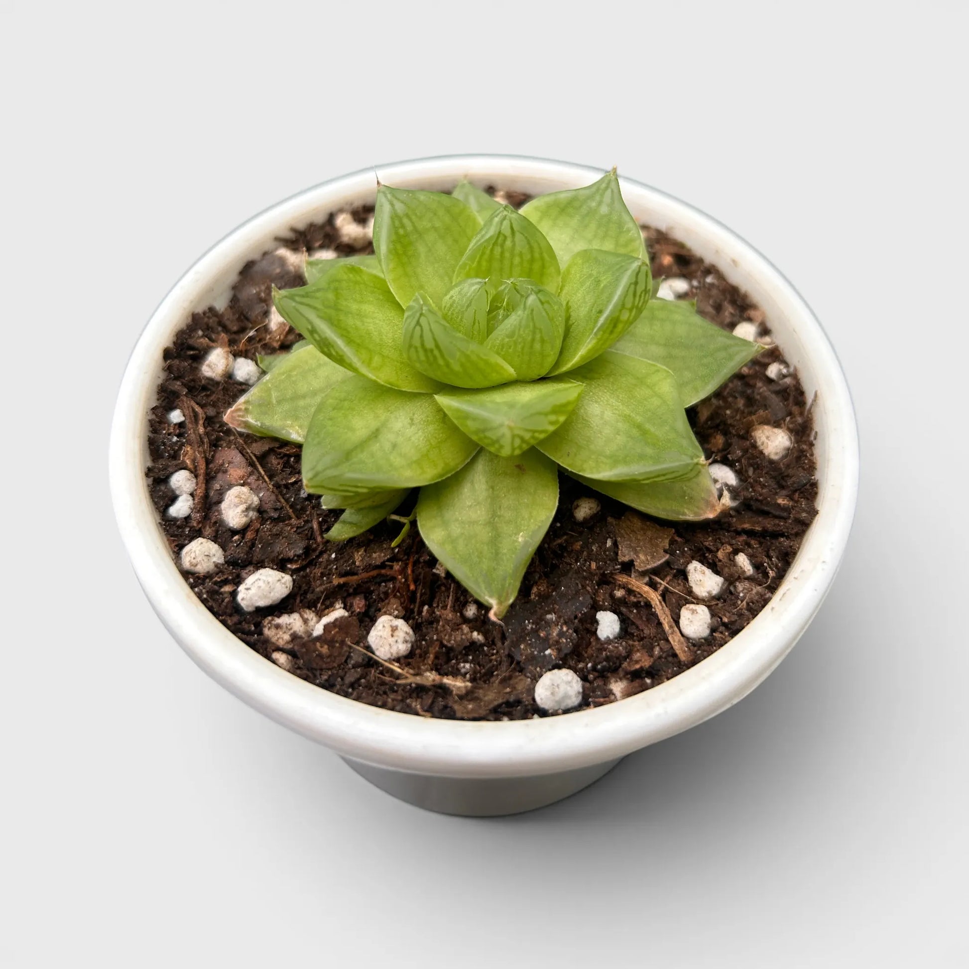 Haworthia Cymbiformis - Charming Boat-shaped Succulent for Home, Office, and Garden | Bare Rooted