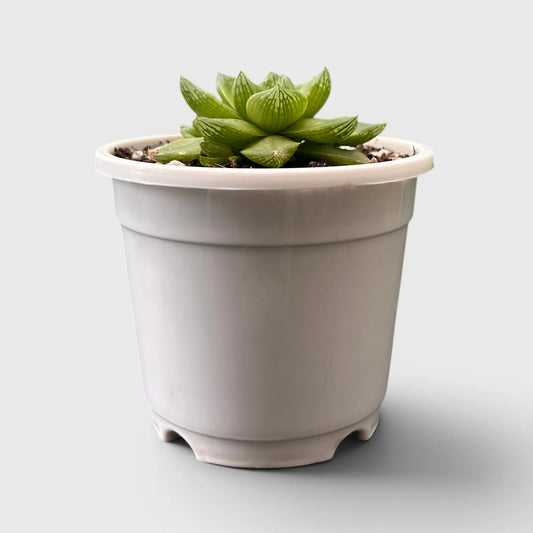 Haworthia Cymbiformis - Charming Boat-shaped Succulent for Home, Office, and Garden | Bare Rooted