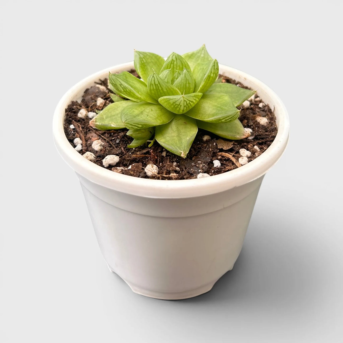 Haworthia Cymbiformis - Charming Boat-shaped Succulent for Home, Office, and Garden | Bare Rooted
