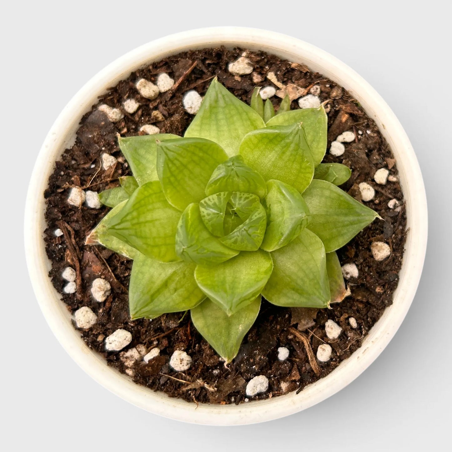 Haworthia Cymbiformis - Charming Boat-shaped Succulent for Home, Office, and Garden | Bare Rooted