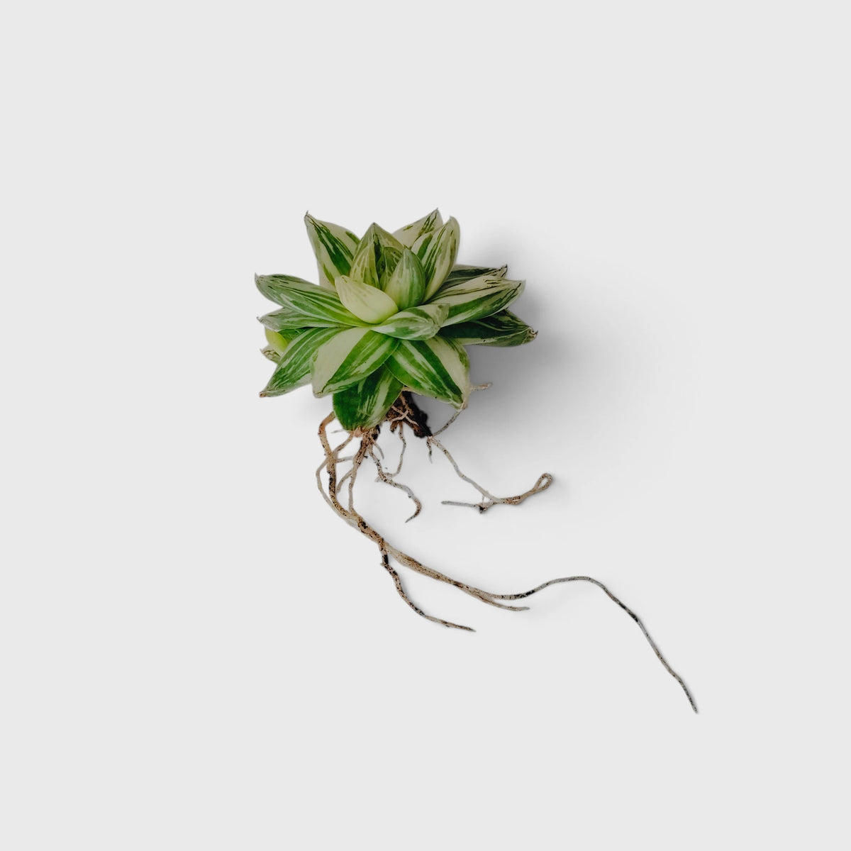 Haworthia Cymbiformis Variegated – Premium Window Succulent