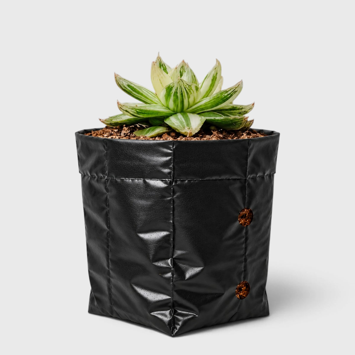 Haworthia Cymbiformis Variegated – Premium Window Succulent