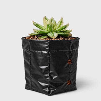 Haworthia Cymbiformis Variegated – Premium Window Succulent