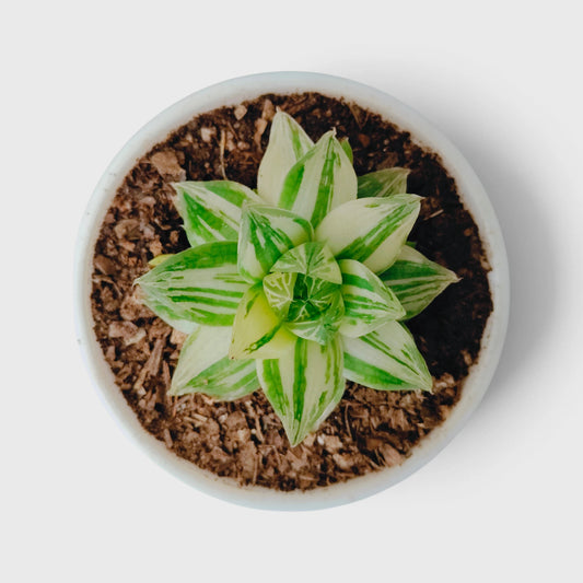 Haworthia Cymbiformis Variegated – Premium Window Succulent