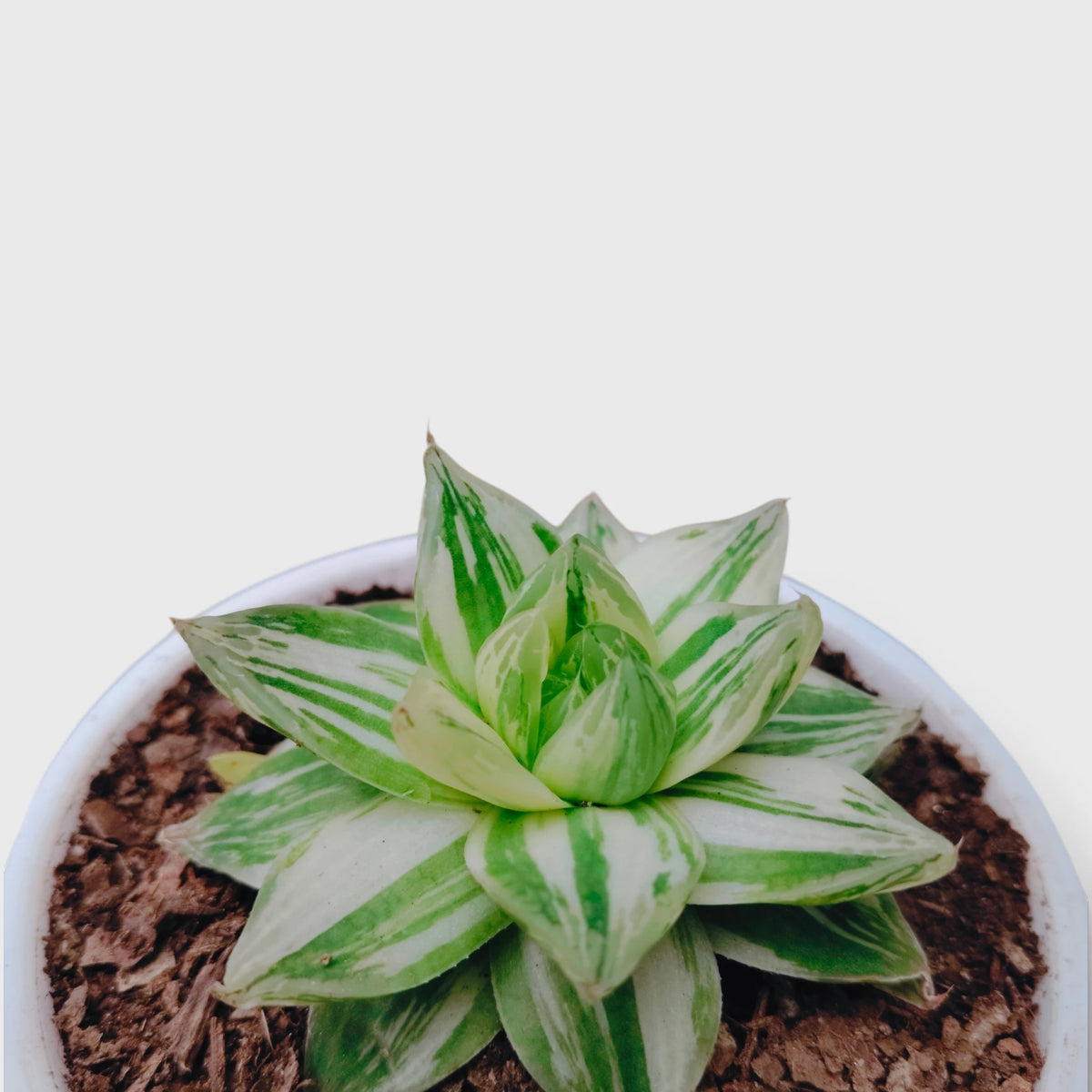 Haworthia Cymbiformis Variegated – Premium Window Succulent
