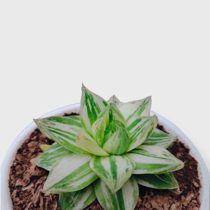 Haworthia Cymbiformis Variegated – Premium Window Succulent