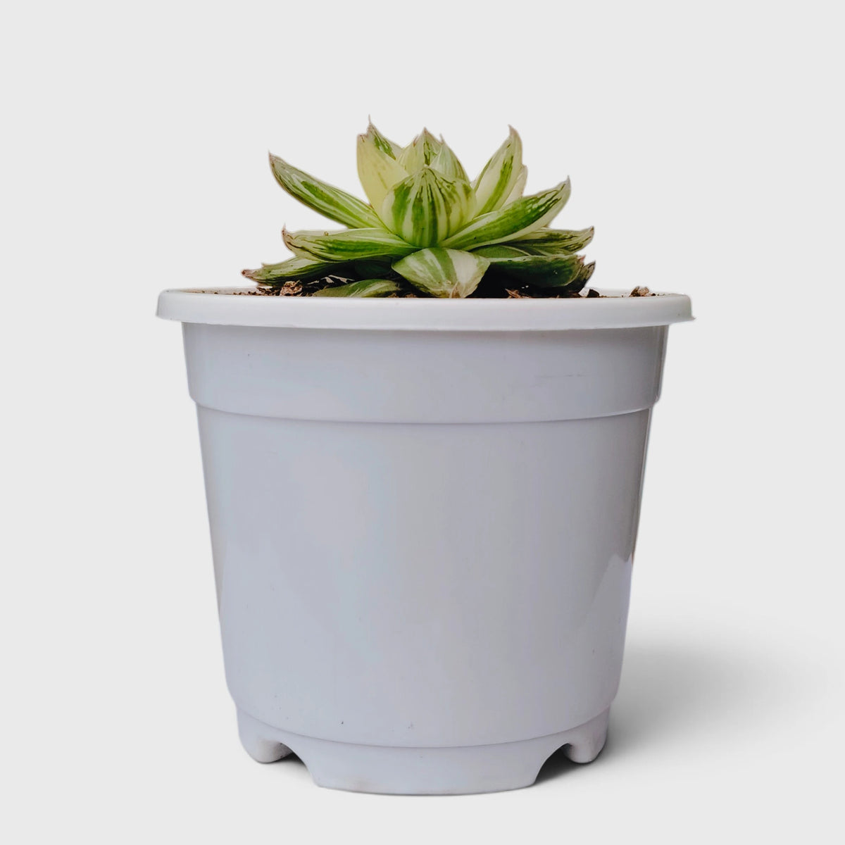 Haworthia Cymbiformis Variegated – Premium Window Succulent