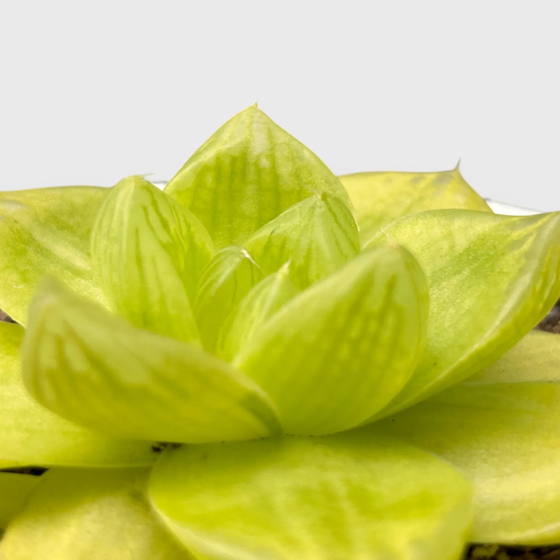 Golden Yellow Haworthia Cymbiformis Rare Variegated Succulent Plant | Perfect for Indoor Collections | Bare Rooted