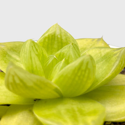 Golden Yellow Haworthia Cymbiformis Rare Variegated Succulent Plant | Perfect for Indoor Collections | Bare Rooted