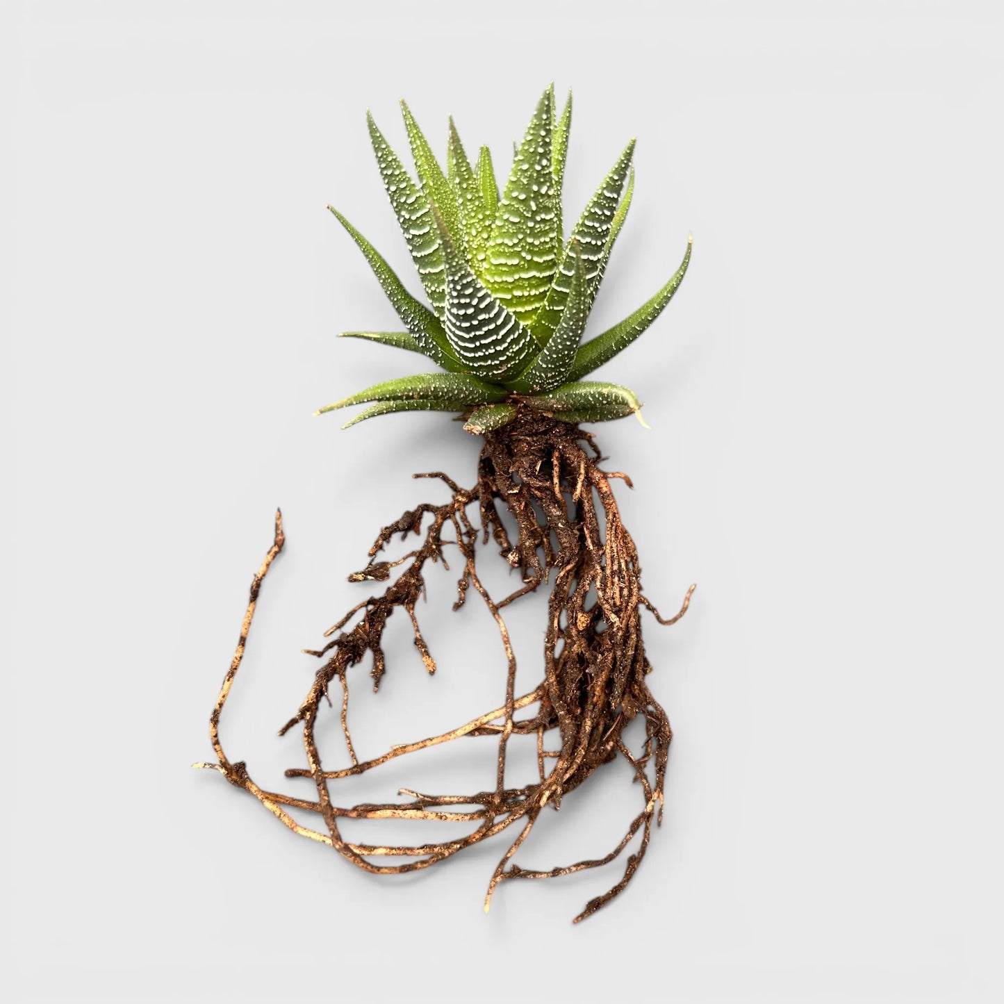 Haworthia Fasciata – Textured Zebra Succulent Indoor Plant | Bare Rooted