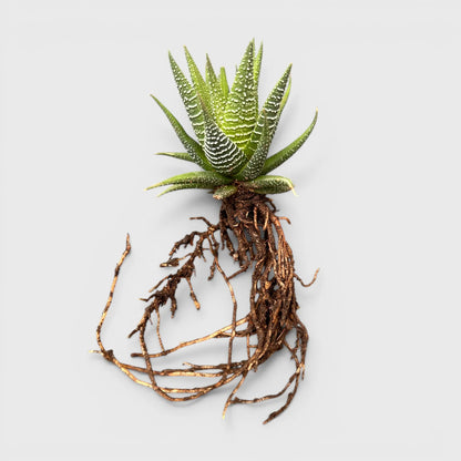 Haworthia Fasciata – Textured Zebra Succulent Indoor Plant | Bare Rooted