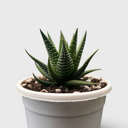Haworthia Fasciata – Textured Zebra Succulent Indoor Plant | Bare Rooted