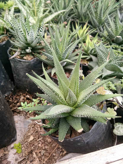 Haworthia Fasciata Succulent - Striking Beauty for Any Space - My Store