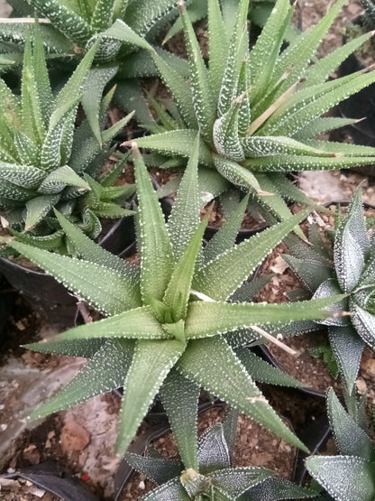 Haworthia Fasciata Succulent - Striking Beauty for Any Space - My Store