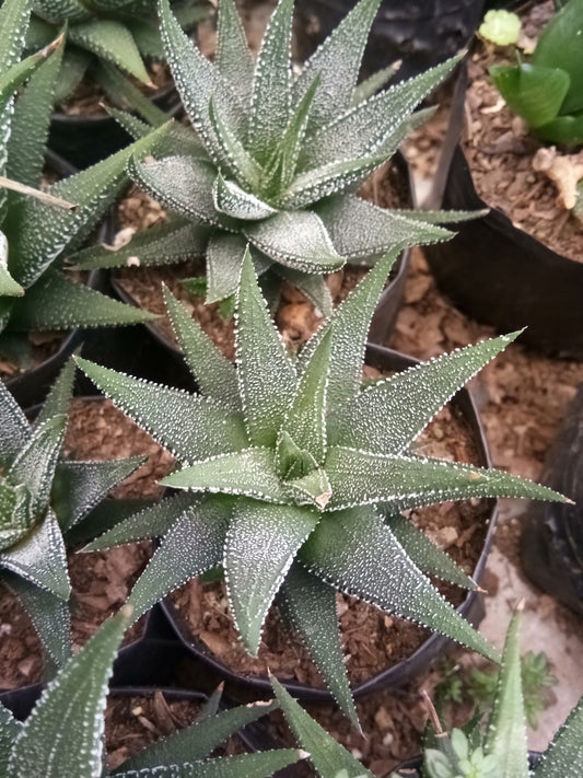 Haworthia Fasciata Succulent - Striking Beauty for Any Space - My Store