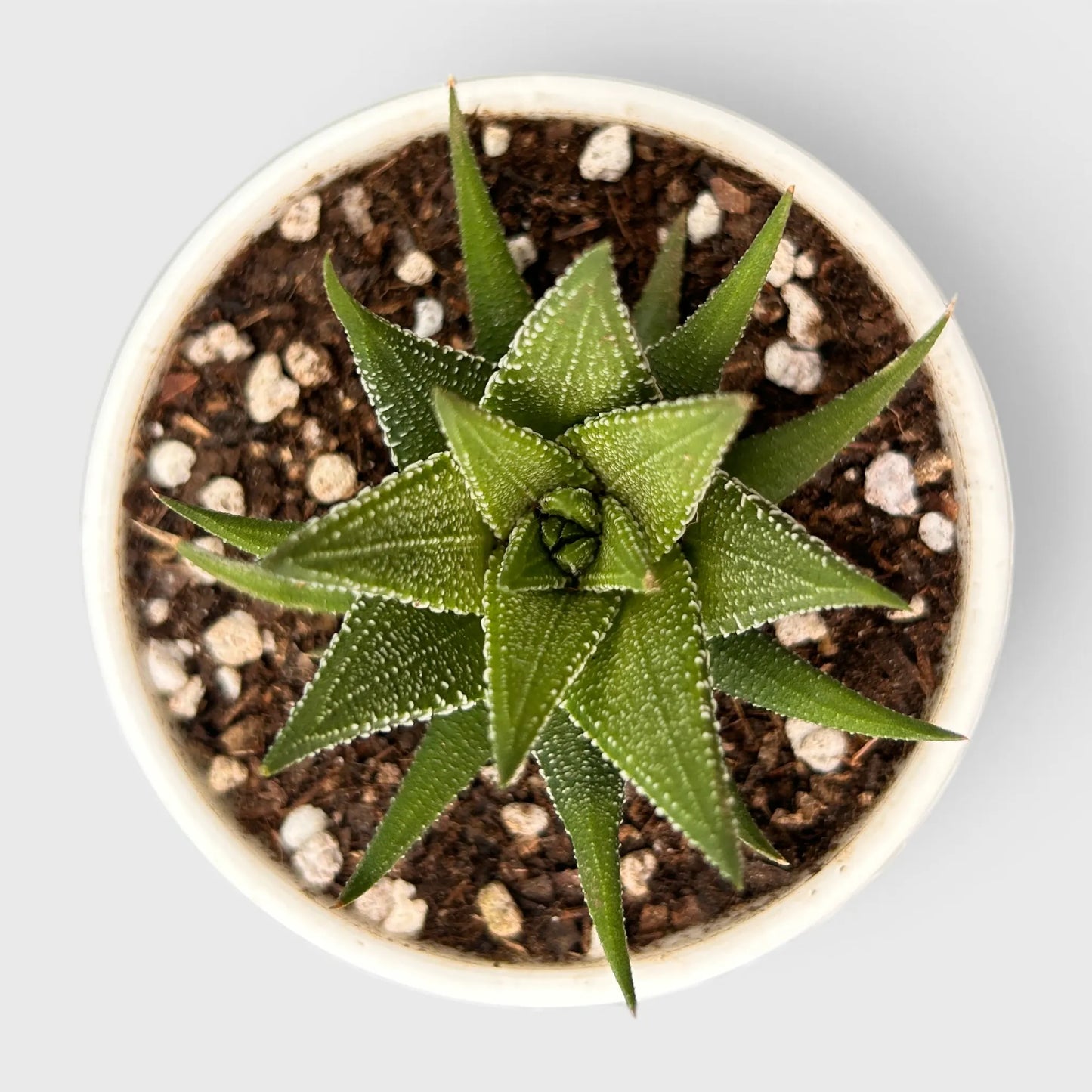 Haworthia Fasciata – Textured Zebra Succulent Indoor Plant | Bare Rooted
