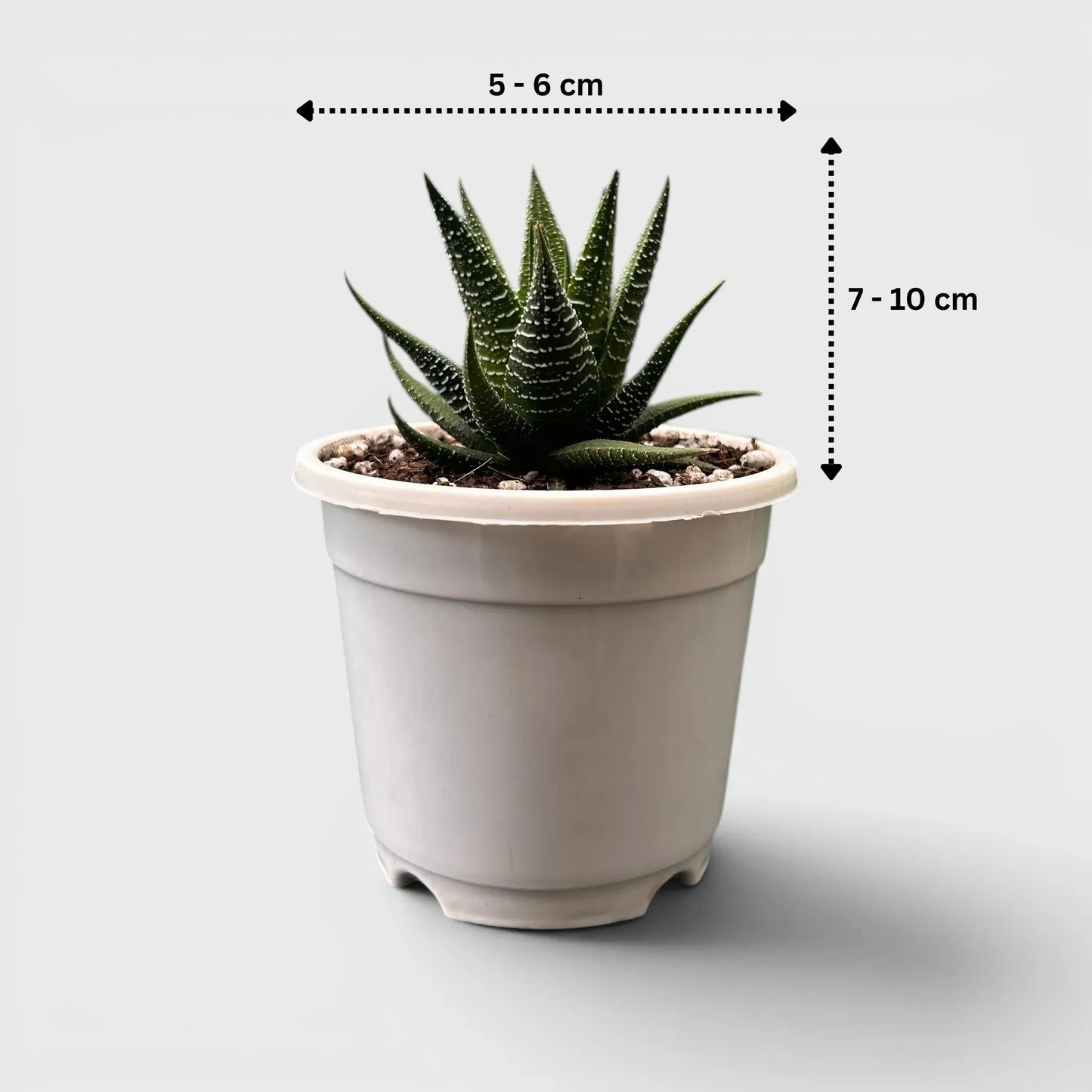 Haworthia Fasciata – Textured Zebra Succulent Indoor Plant | Bare Rooted